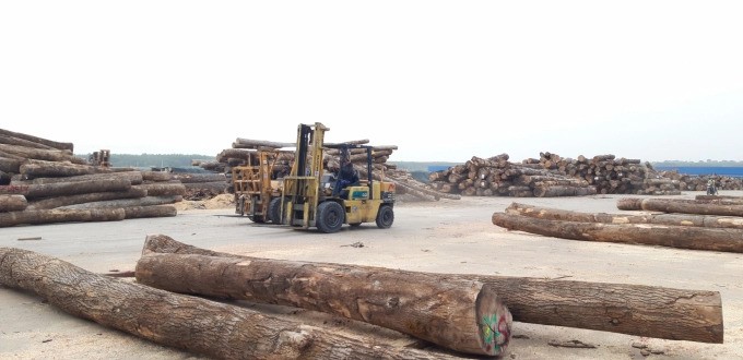 Loay hoay phát triển rừng gỗ lớn có chứng chỉ rừng bền vững