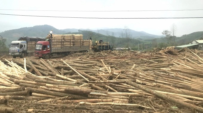Loay hoay phát triển rừng gỗ lớn có chứng chỉ rừng bền vững
