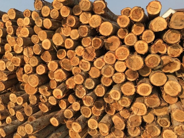Loay hoay phát triển rừng gỗ lớn có chứng chỉ rừng bền vững