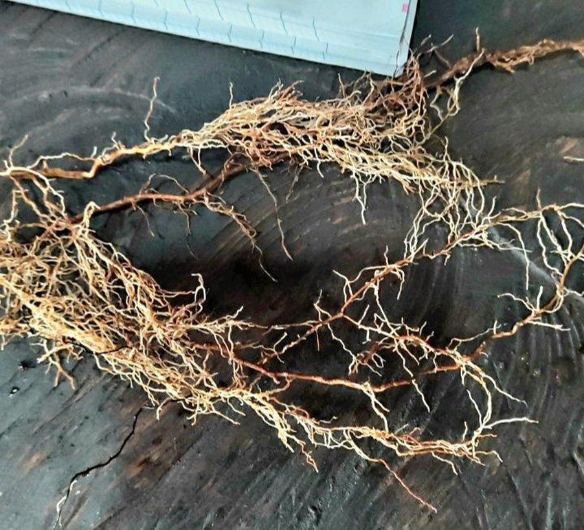 Nghi bón nhầm phân bón giả, 14 ha cà phê rụng lá