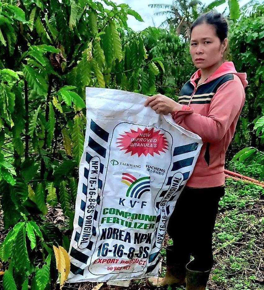Nghi bón nhầm phân bón giả, 14 ha cà phê rụng lá