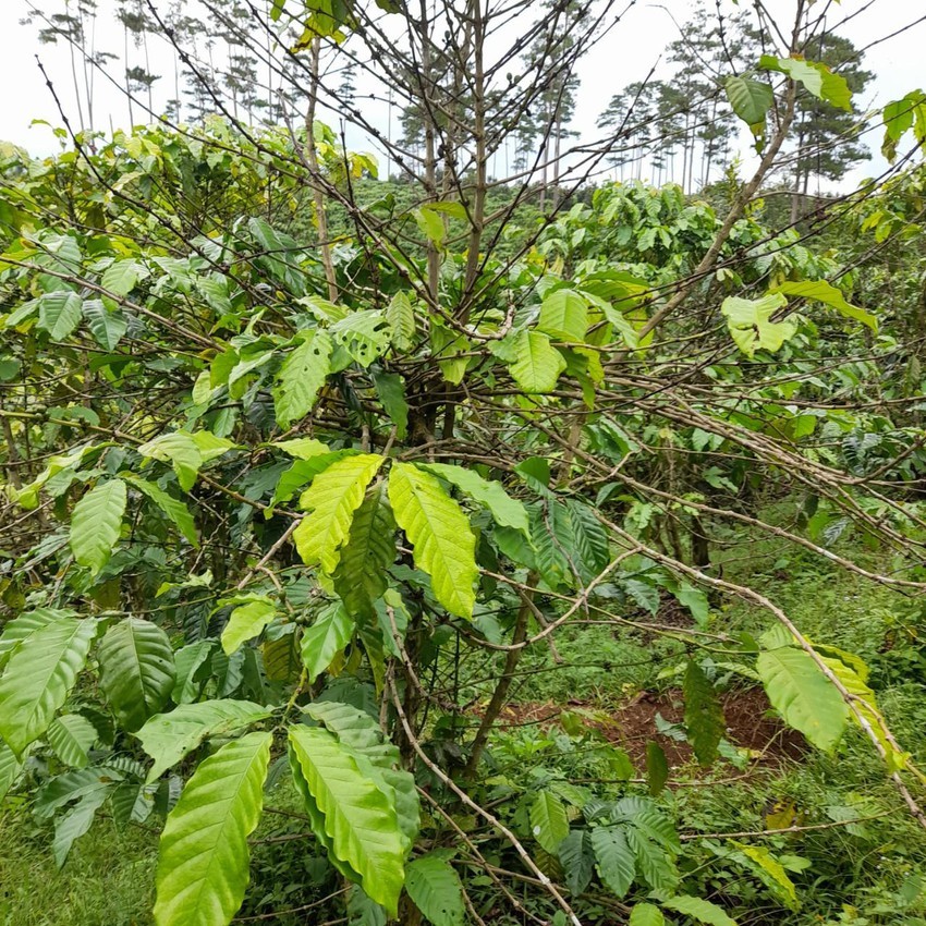 Nghi bón nhầm phân bón giả, 14 ha cà phê rụng lá