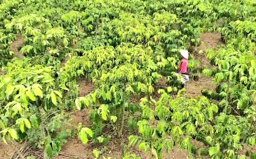 Nghi bón nhầm phân bón giả, 14 ha cà phê rụng lá