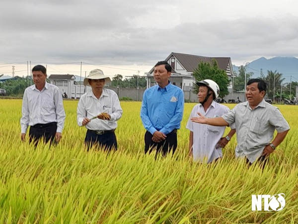 Ninh Thuận: Triển vọng từ các giống lúa mới Ninh Thuận: Triển vọng từ các giống lúa mới