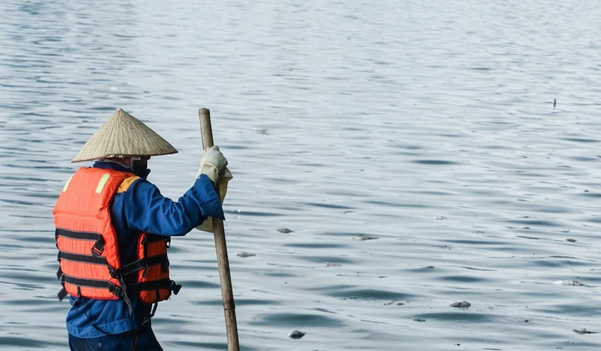 Hà Nội: Cá chết nổi lềnh bềnh trên mặt hồ Tây