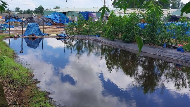 Bình Định: Ô nhiễm môi trường từ sản xuất xơ dừa