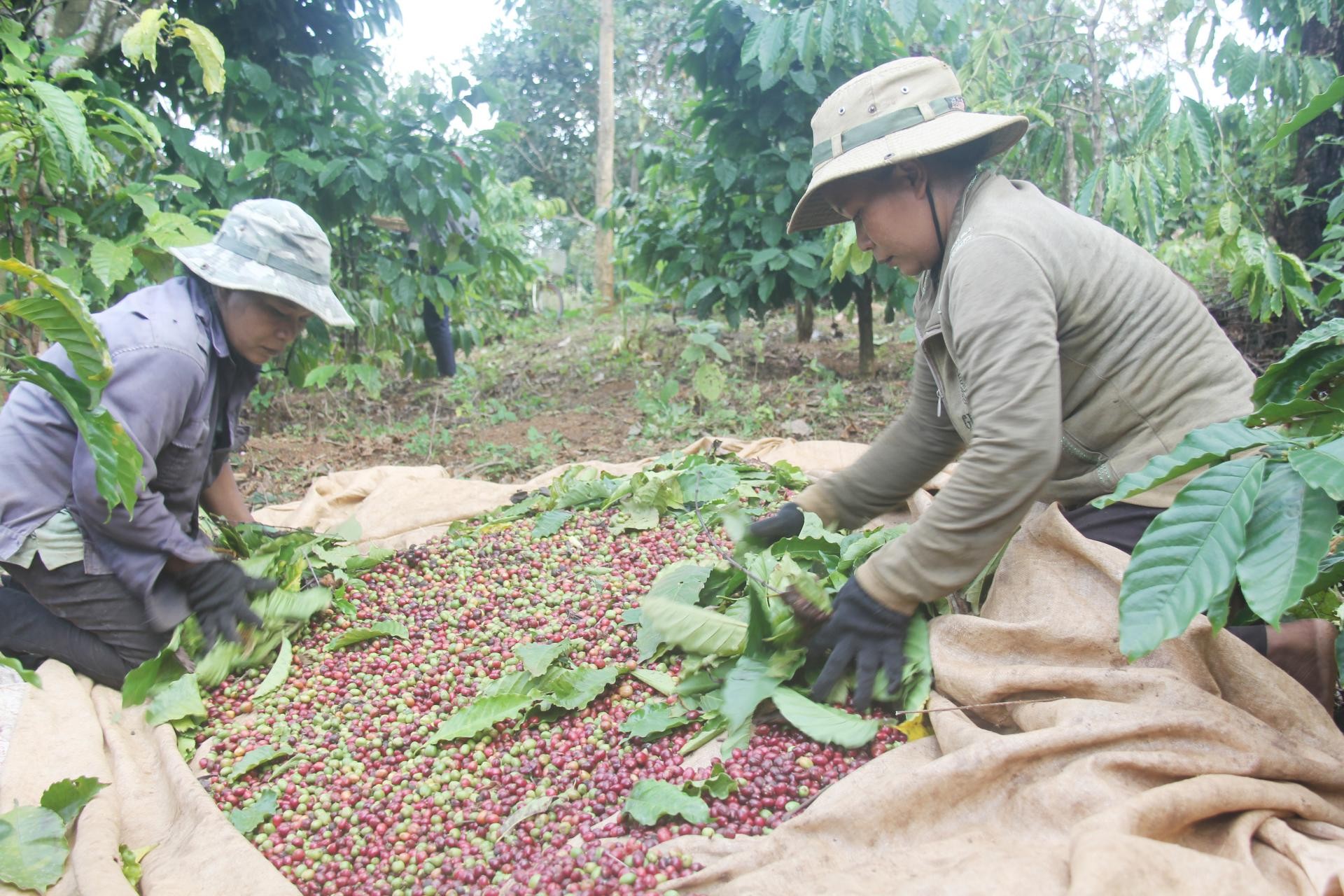 Đắk Lắk: Doanh nghiệp cà phê “khát” vốn cho niên vụ mới