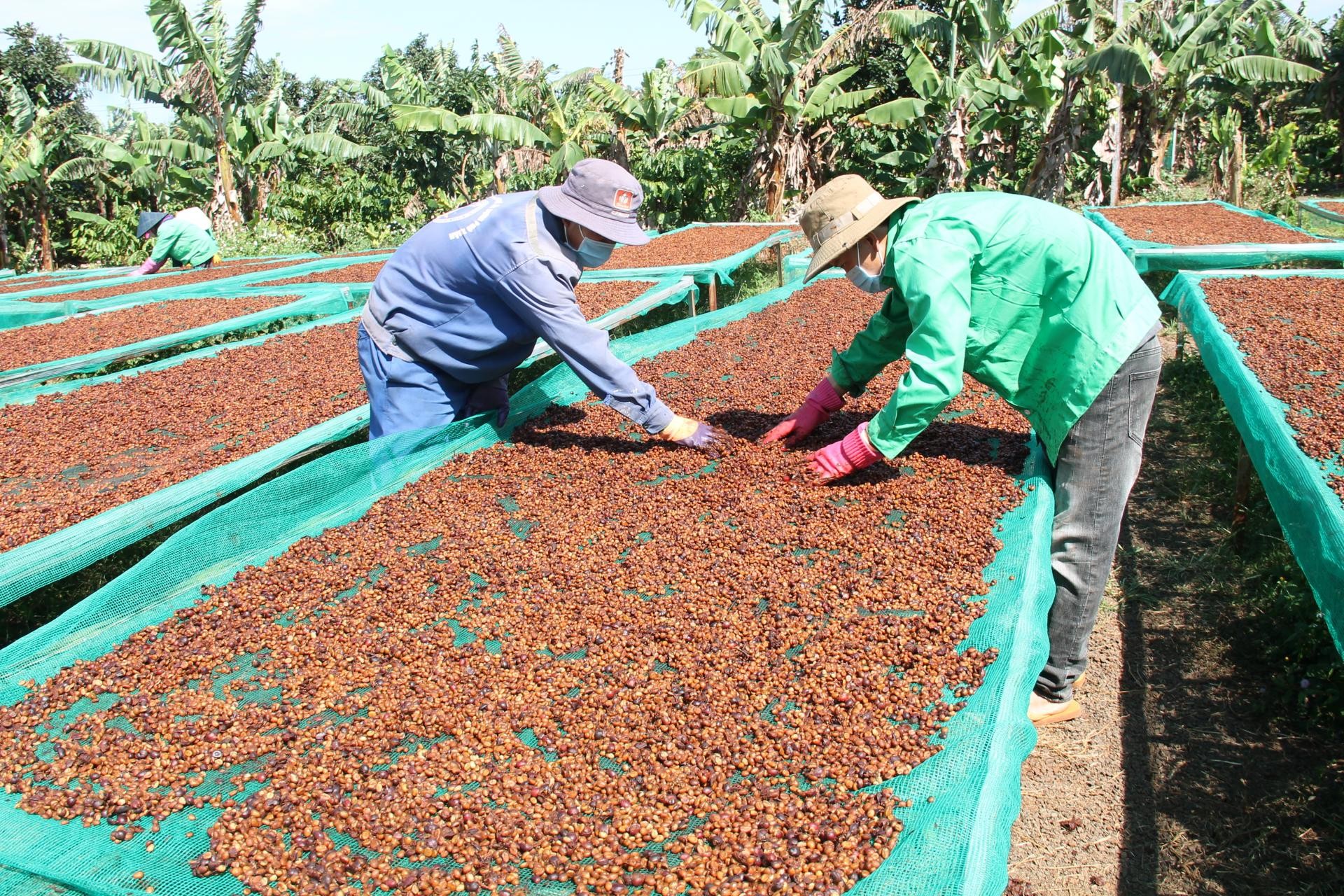 Đắk Lắk: Doanh nghiệp cà phê “khát” vốn cho niên vụ mới