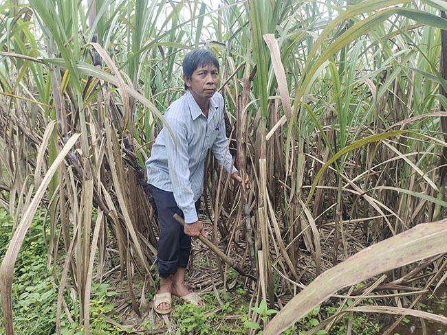Bình Định: Trồng mía trên đất chuyển đổi đạt hiệu quả khá Bình Định: Trồng mía trên đất chuyển đổi đạt hiệu quả khá