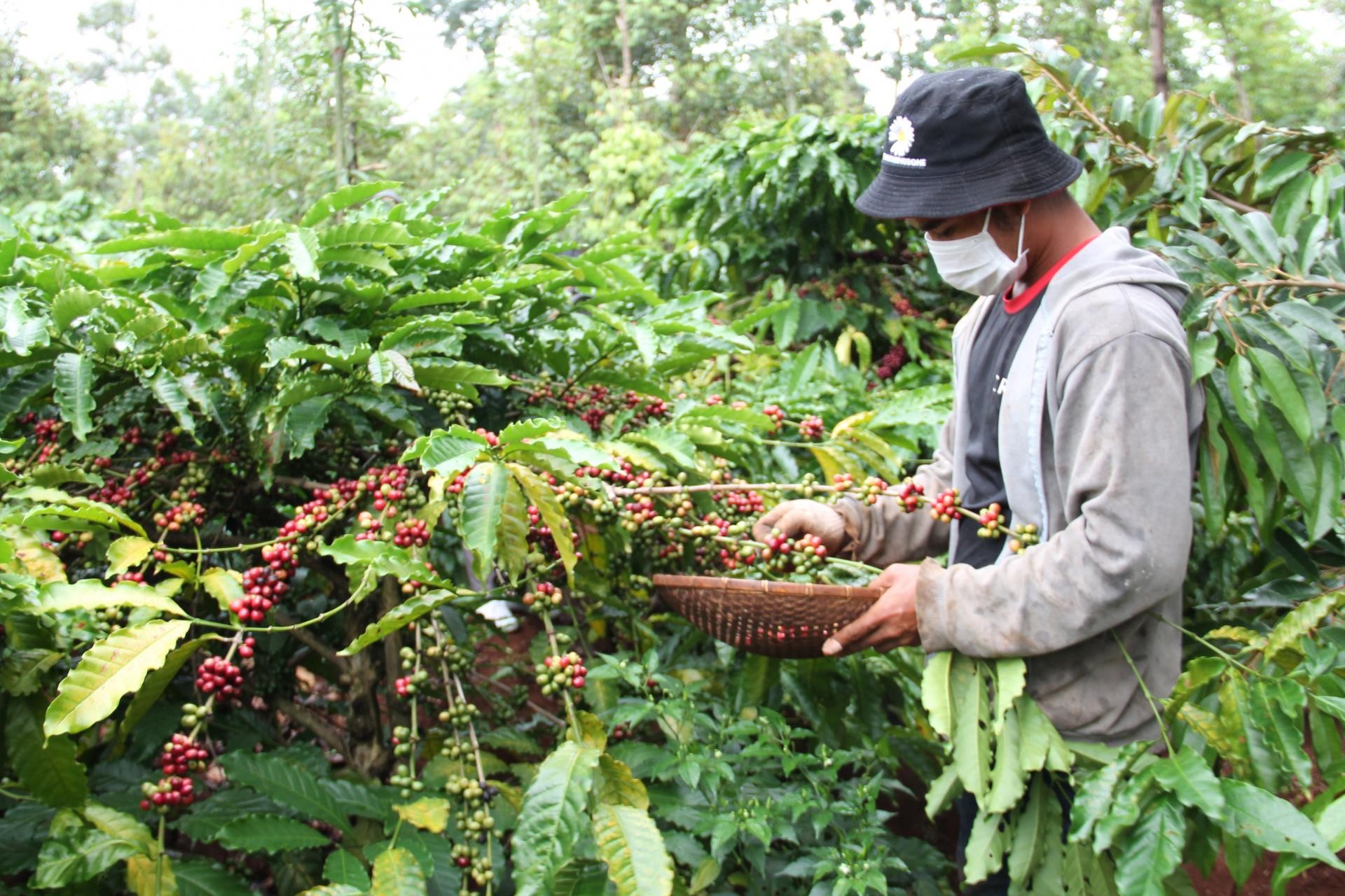 Đắk Lắk: Nỗ lực giảm phát thải sản xuất vì một nền nông nghiệp xanh