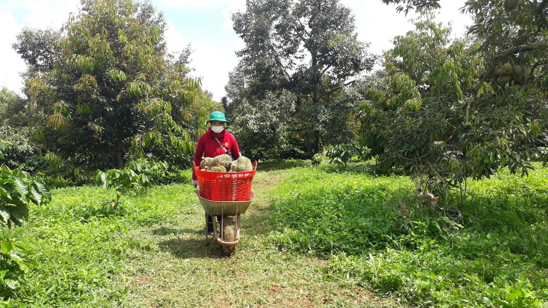 Vùng trồng sầu riêng theo tiêu chuẩn VietGAP của Hợp tác xã Dịch vụ nông nghiệp Tân Lập Đông (huyện Krông Búk).