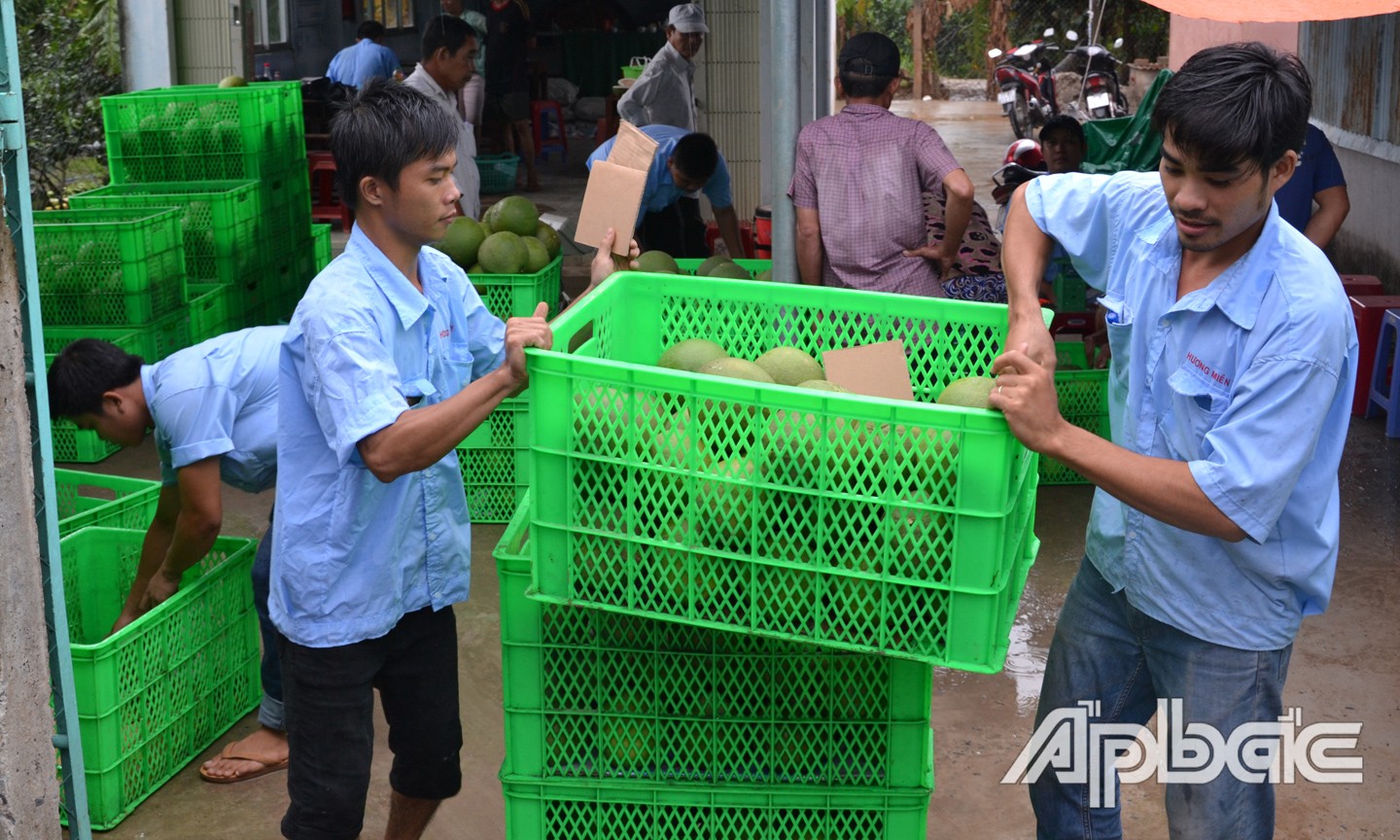 Tiền Giang: Nhiều thông tin tốt cho trái cây Tiền Giang: Nhiều thông tin tốt cho trái cây