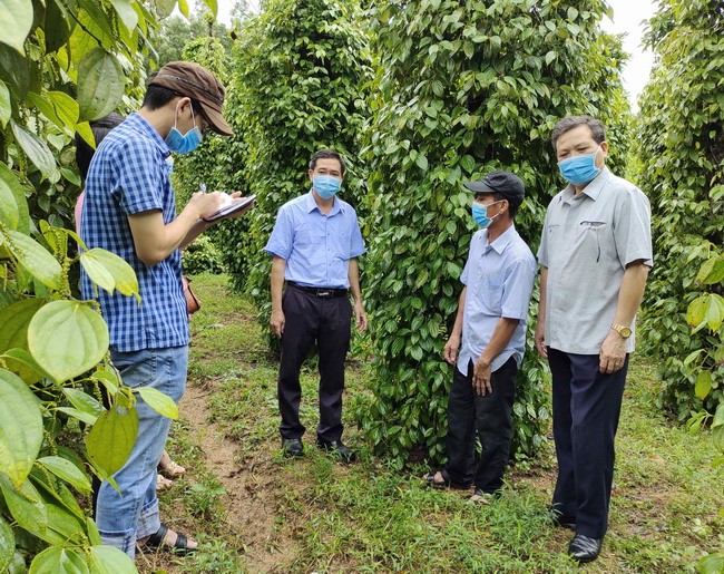 Lãnh đạo Hội Nông dân tỉnh và huyện An Lão tham quan mô hình trồng tiêu của hộ ông Bùi Văn Định ở xã An Tân. Ảnh: D.T.D