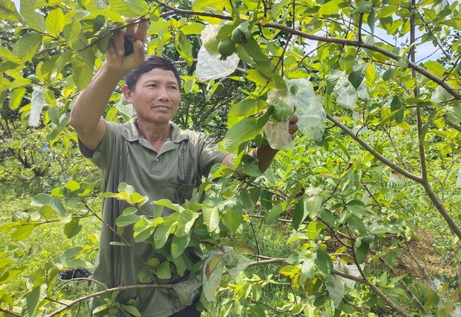 Bình Định: Đồng hành cùng nông dân trong sản xuất, đời sống
