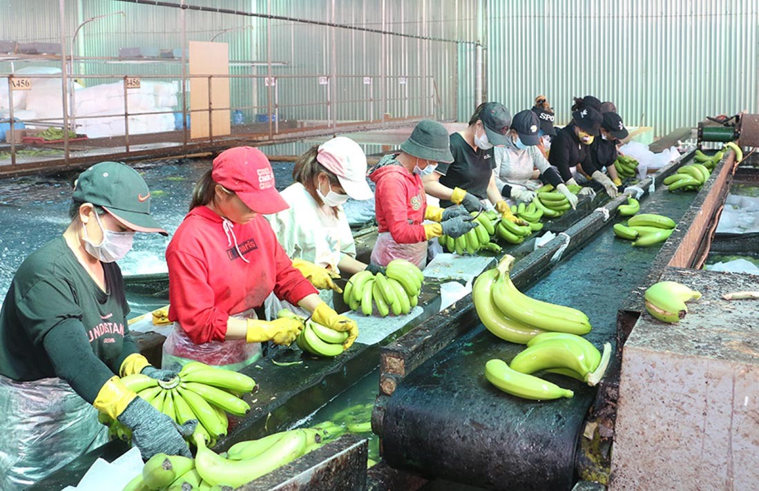 Dây chuyền sơ chế chuối tiêu già hương Nam Mỹ của Công ty cổ phần Nông nghiệp công nghệ cao Hưng Sơn (huyện Đak Đoa). Ảnh: Lê Nam Dây chuyền sơ chế chuối tiêu già hương Nam Mỹ của Công ty cổ phần Nông nghiệp công nghệ cao Hưng Sơn (huyện Đak Đoa). Ảnh: Lê Nam