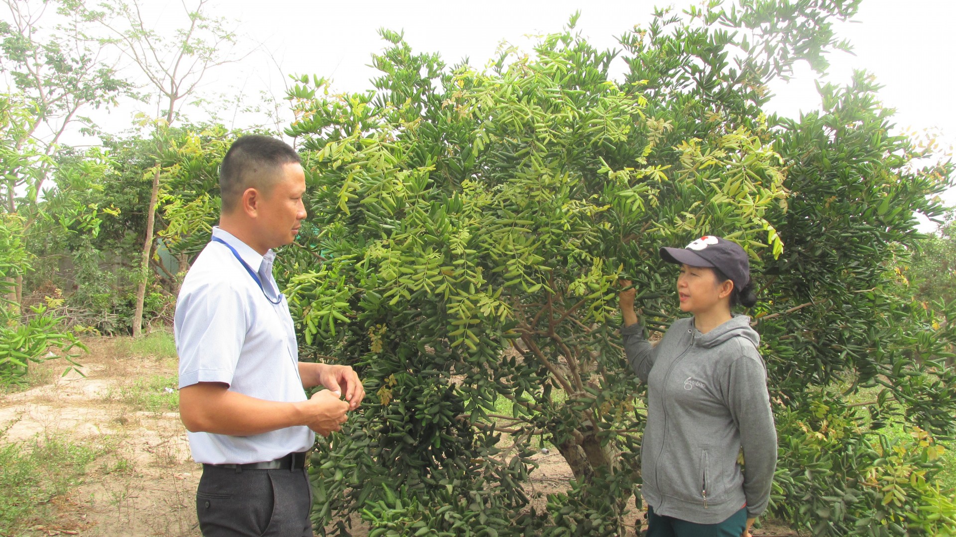 Người dân xã Bông Trang (huyện Xuyên Mộc) chuyển đổi sang trồng nhãn cho thu nhập ổn định.