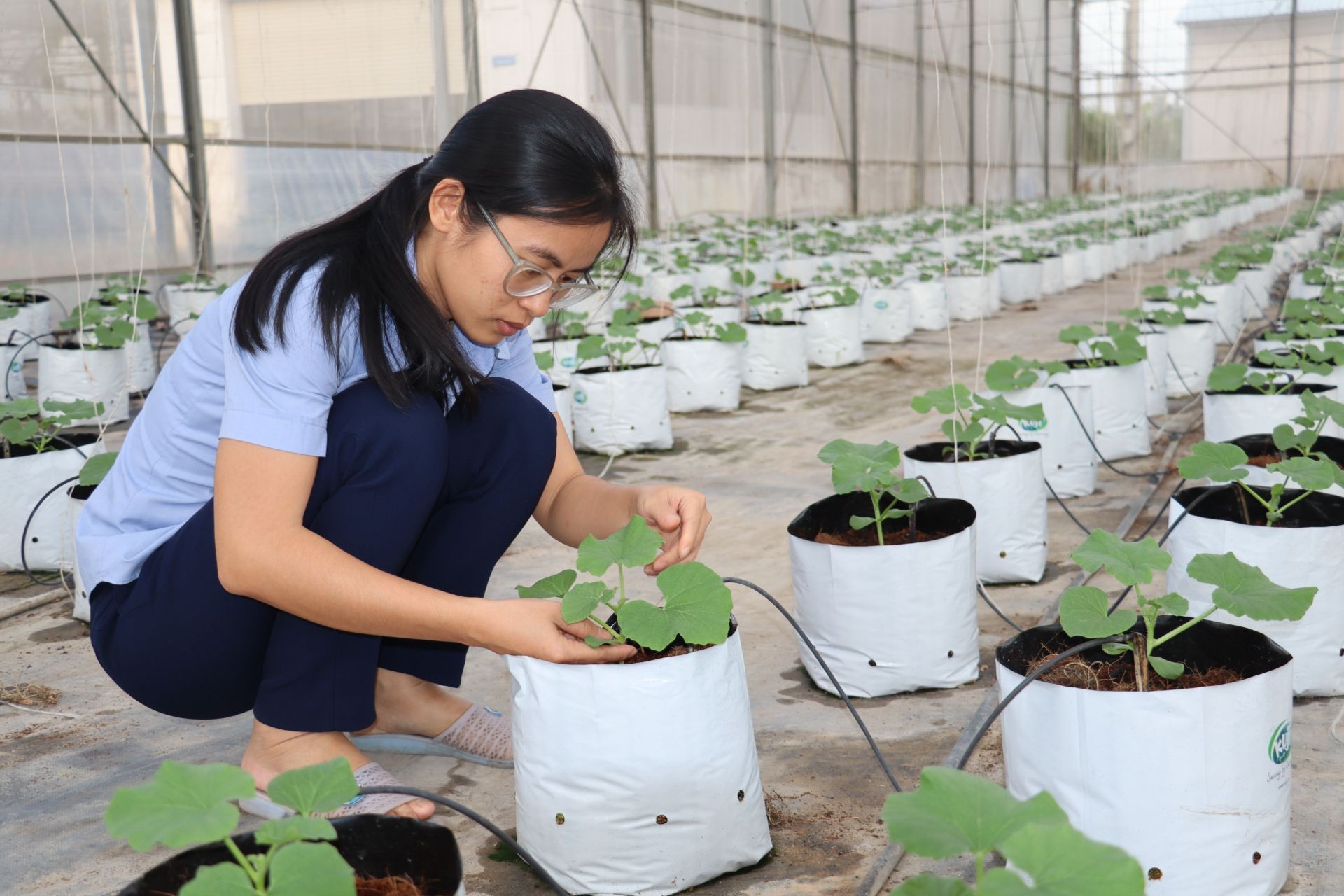 Chị Trang chăm sóc, theo dõi các mô hình cây trồng ở Trung tâm Khoa học và Công nghệ Tây Ninh. Chị Trang chăm sóc, theo dõi các mô hình cây trồng ở Trung tâm Khoa học và Công nghệ Tây Ninh.