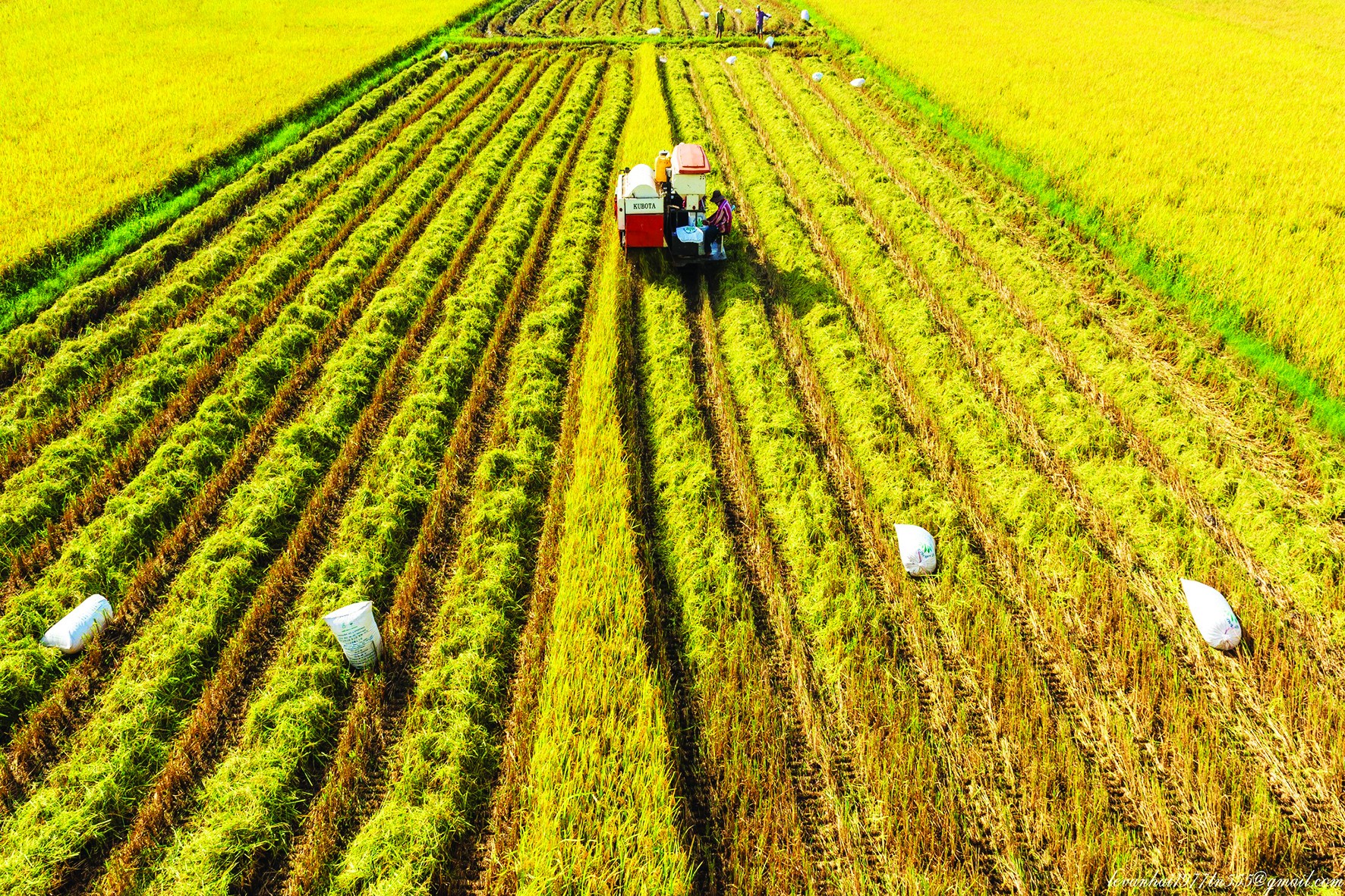 Sản xuất nông nghiệp được duy trì ổn định, giá trị sản phẩm bình quân thu được trên 1 ha đất trồng trọt ước đạt 106 triệu đồng, tăng 4 triệu đồng so với năm 2021. Ảnh: Lê Văn Hải