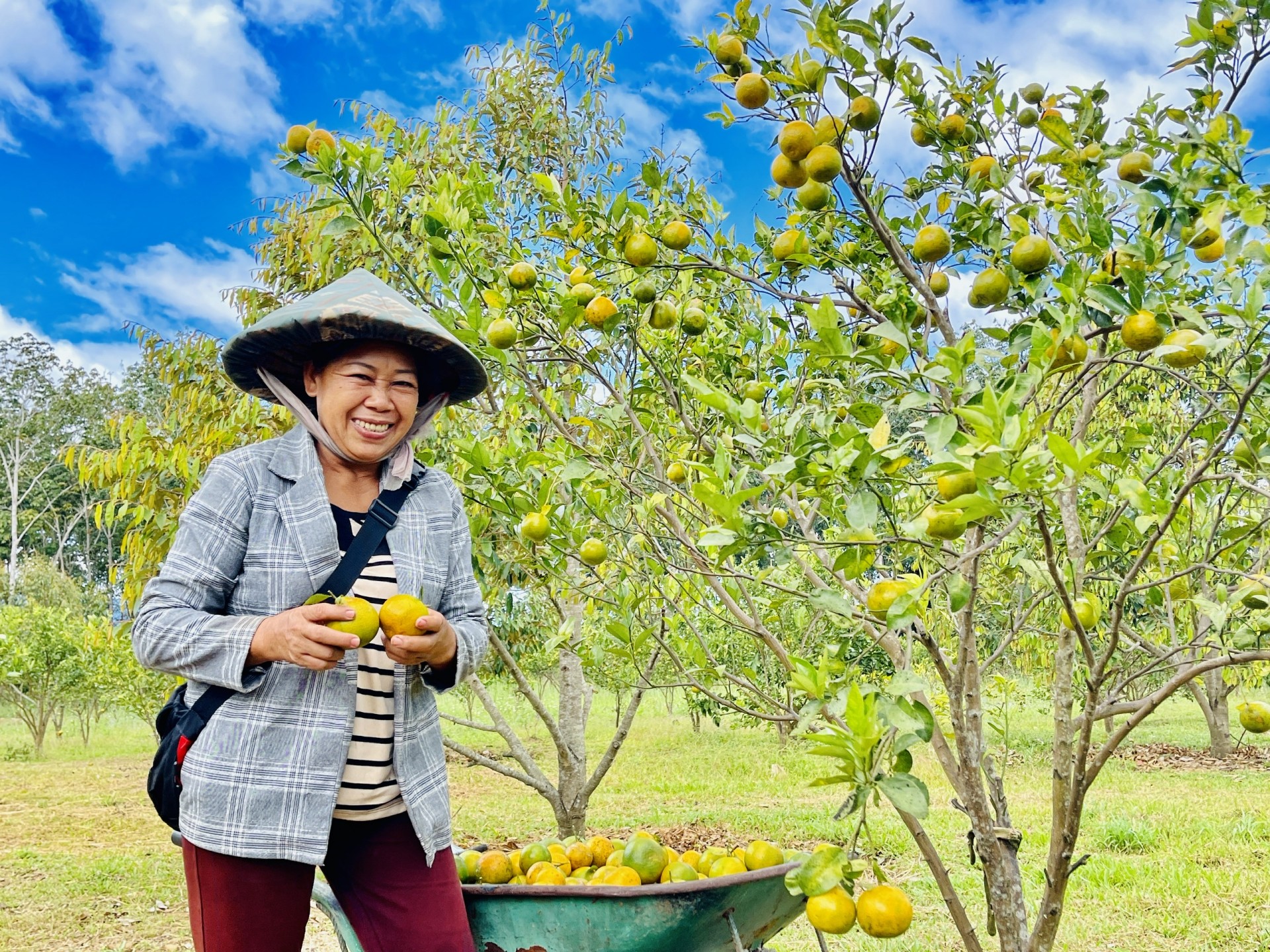 Gia Lai: Độc đáo rượu quýt Kô Hai Gia Lai: Độc đáo rượu quýt Kô Hai