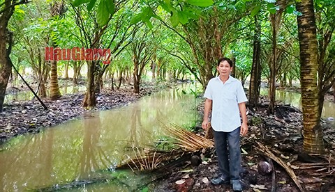 Hậu Giang: Lao đao vì triều cường