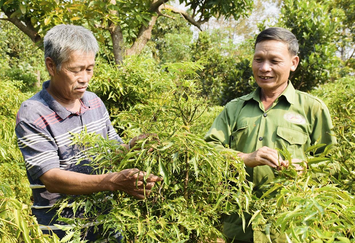 Ông Trịnh Quang Hải-Chủ tịch Hội đồng Quản trị HTX Nông nghiệp Thảo Nguyên (bìa trái) thường xuyên tham gia các lớp bồi dưỡng nâng cao kiến thức cho người đứng đầu HTX. Ảnh: Trần Dung Ông Trịnh Quang Hải-Chủ tịch Hội đồng Quản trị HTX Nông nghiệp Thảo Nguyên (bìa trái) thường xuyên tham gia các lớp bồi dưỡng nâng cao kiến thức cho người đứng đầu HTX. Ảnh: Trần Dung