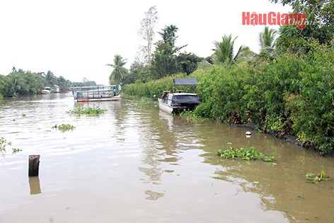 Sau gần 6 tháng triển khai và chăm sóc, điểm kè sinh thái tại tuyến kênh Một Ngàn, huyện Châu Thành A, phát triển tốt.