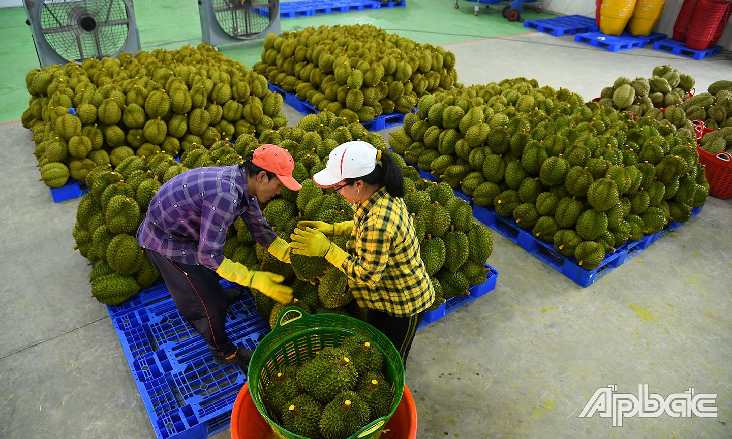 Tiền Giang: Hầu hết mục tiêu, chỉ tiêu kế hoạch năm 2022 đều đạt và vượt