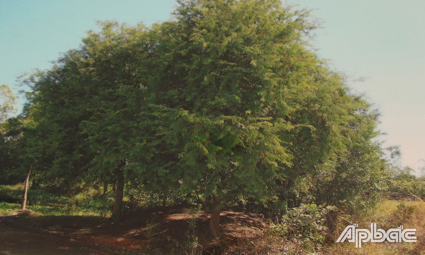 Gò Me - nơi các đồng chí Giác, Ghè, Quới và Huân tử tiết để khỏi rơi vào tay giặc Pháp.