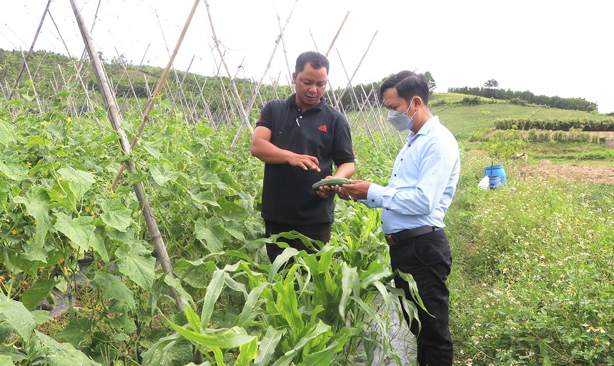 Sau khi được tập huấn kỹ thuật, anh Đinh Văn Nhoắc (bìa trái, xã Yang Bắc) chuyển đổi diện tích mía sang trồng dưa leo, mang lại thu nhập cao. Ảnh: An Phát Sau khi được tập huấn kỹ thuật, anh Đinh Văn Nhoắc (bìa trái, xã Yang Bắc) chuyển đổi diện tích mía sang trồng dưa leo, mang lại thu nhập cao. Ảnh: An Phát