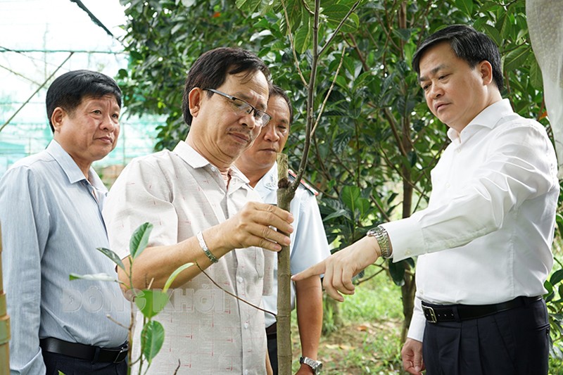 Bến Tre: Bí thư Tỉnh ủy Lê Đức Thọ thăm, khảo sát các vườn cây đầu dòng ở Chợ Lách