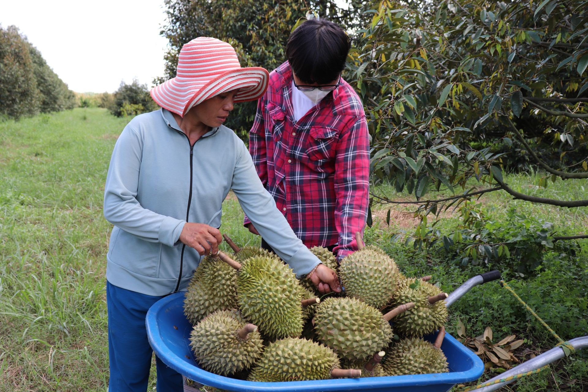Tây Ninh: Phát triển sầu riêng VietGAP, khẳng định thương hiệu