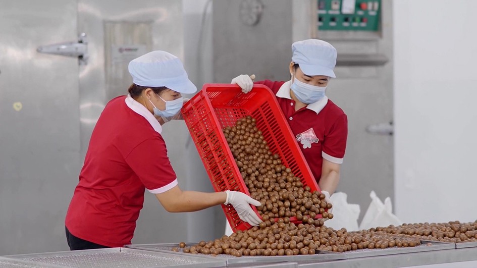 Chế biến hạt mắc ca ở Công ty Cổ phần DAMACA Nguyên Phương (huyện Krông Năng). Ảnh: Thế Hùng Chế biến hạt mắc ca ở Công ty Cổ phần DAMACA Nguyên Phương (huyện Krông Năng). Ảnh: Thế Hùng