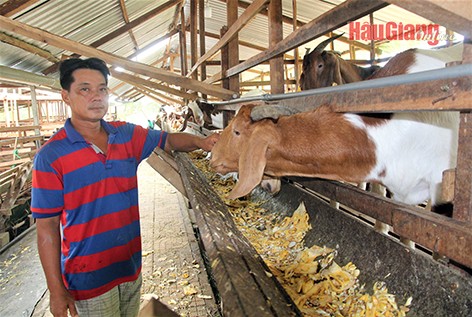 Mô hình nuôi dê từ phụ phẩm mít của anh Phan Hoàng Ân mang lại hiệu quả kinh tế cao.