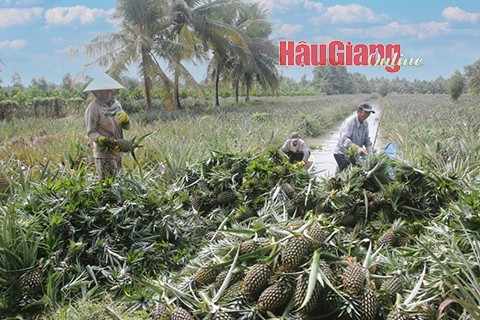 Hậu Giang: Nước rút thực hiện các hoạt động khoa học - công nghệ cấp huyện