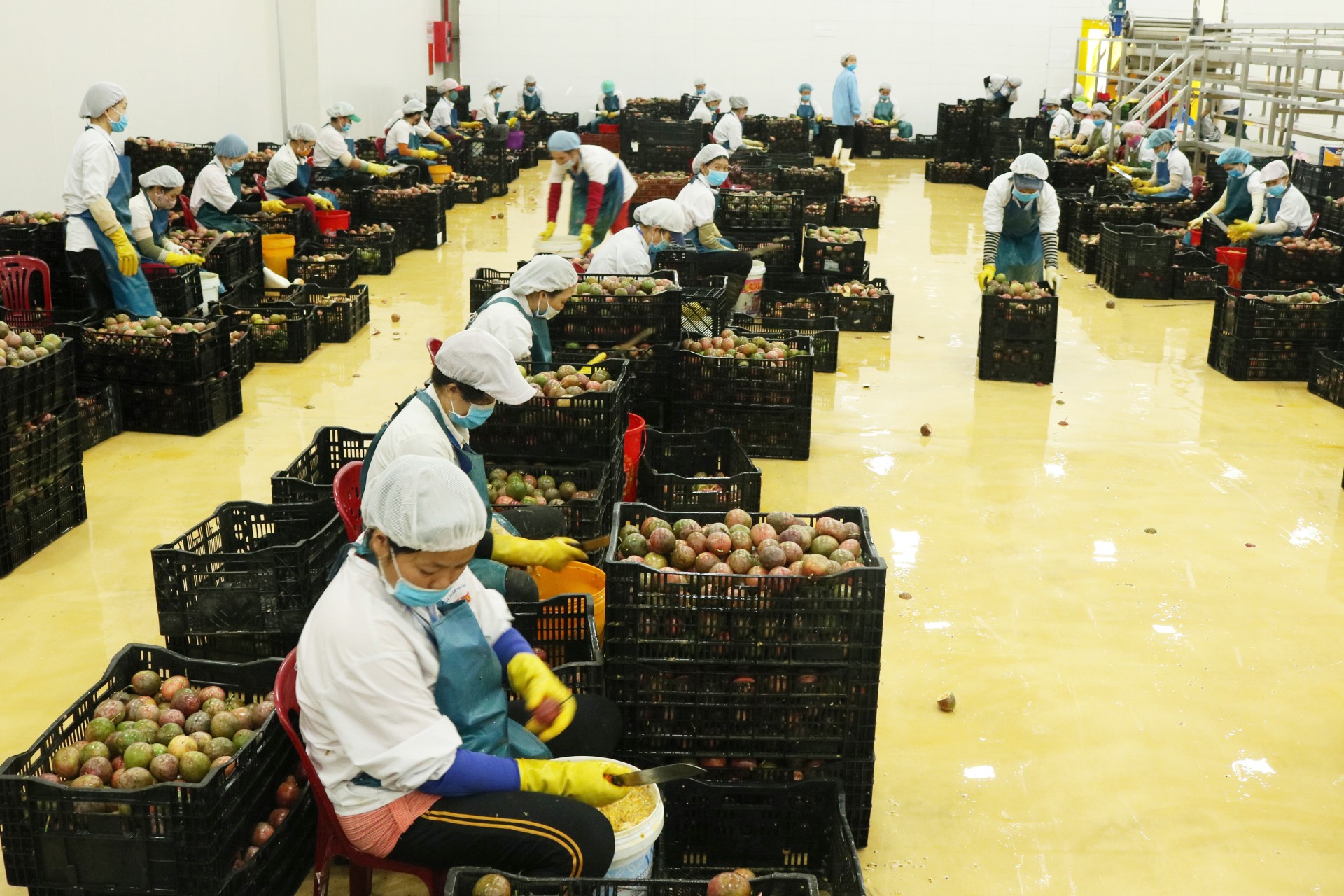 Gia Lai: Chanh dây nâng cao chất lượng, mở rộng thị trường