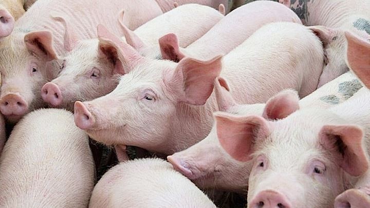 Giá heo hơi hôm nay 5/2 đi ngang trên diện rộng, giao dịch với mức cao nhất là 54.000 đồng/kg.