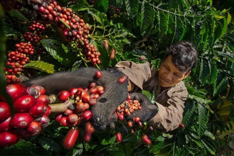 Sản lượng cà phê của Việt Nam được dự báo đạt 30,2 triệu bao trong niên vụ 2022-2023, giảm 1,4 triệu bao so với vụ thu hoạch kỷ lục trước đó.