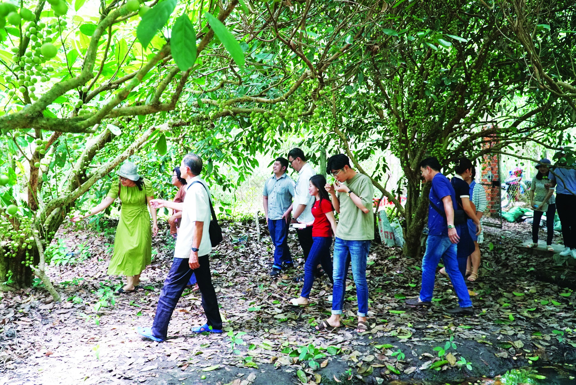 Tây Ninh: Khởi động du lịch vườn Tây Ninh: Khởi động du lịch vườn