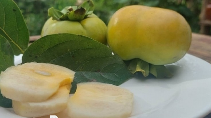 Nông dân Mộc Châu có thu nhập ít nhất 1 triệu đồng/cây hồng giòn