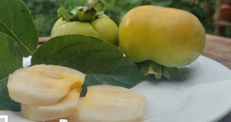 Nông dân Mộc Châu có thu nhập ít nhất 1 triệu đồng/cây hồng giòn Nông dân Mộc Châu có thu nhập ít nhất 1 triệu đồng/cây hồng giòn