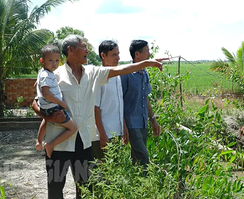Kiên Giang: U80 làm nông thu tiền tỷ