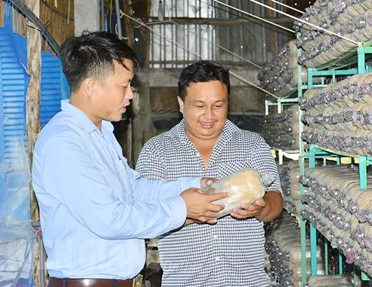 Kiên Giang: Y sĩ về quê trồng nấm