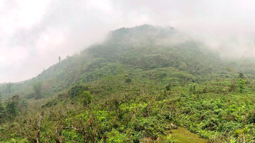 Hà Giang ưu tiên phát triển chuỗi giá trị chè Shan tuyết