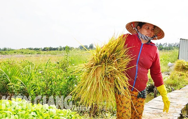Kiên Giang: Nông dân vùng U Minh Thượng trúng đậm vụ lúa mùa