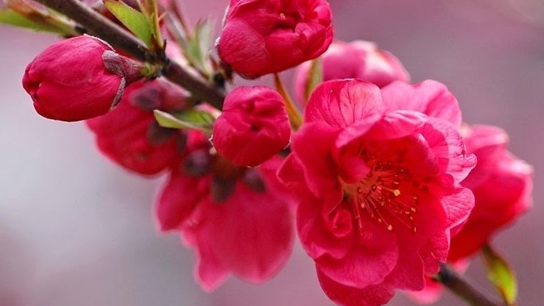 Đảng, Mùa Xuân và khát vọng