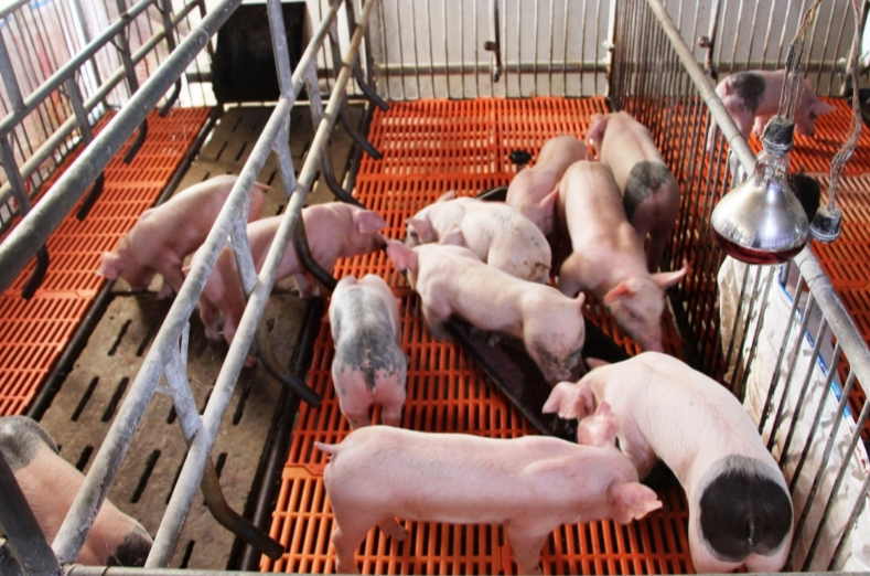 Giá heo hơi hôm nay 12/3/2024: Tiếp tục tăng 1.000 đồng/kg