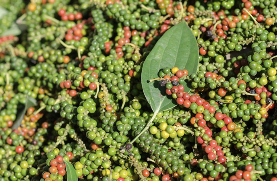 Giá tiêu hôm nay 12/5: Tăng trở lại