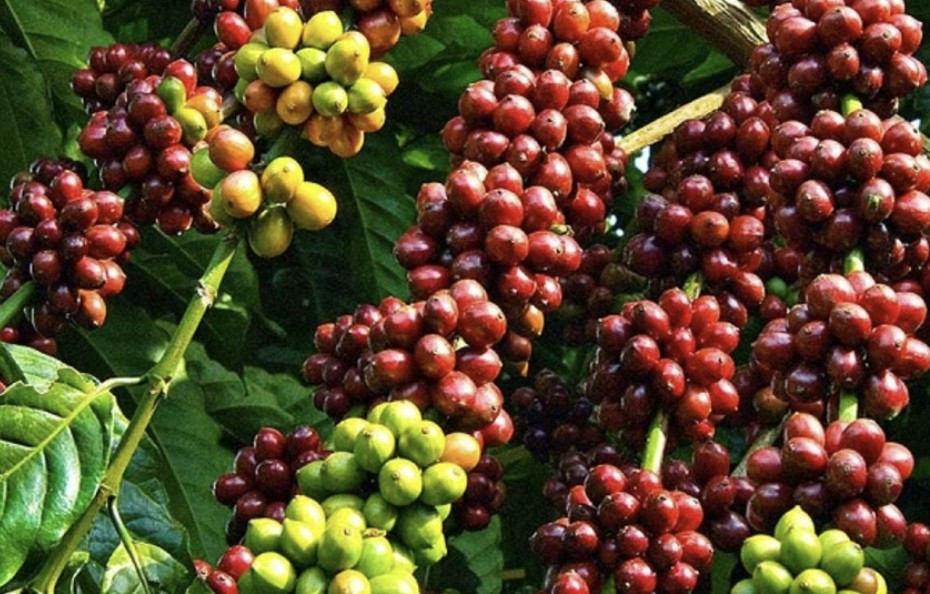 Giá cà phê hôm nay 12/5: Tăng nhẹ 5.00 đồng/kg