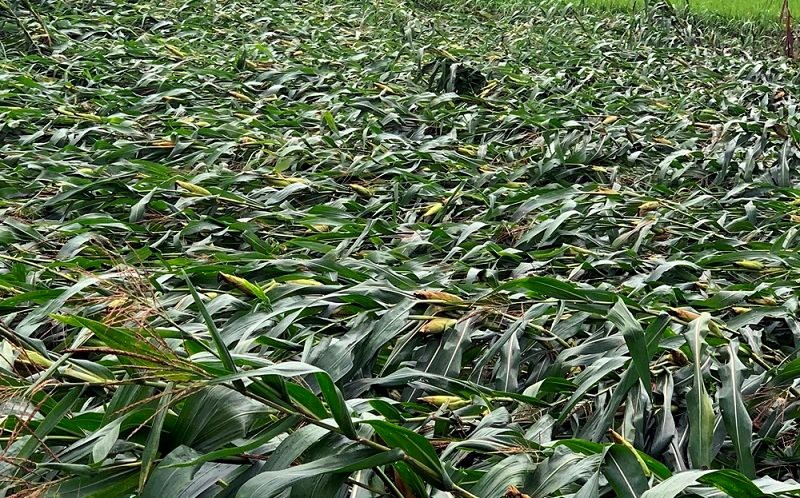 Dông lốc, mưa lớn gây thiệt hại về nhà cửa, hoa màu ở Yên Bái Dông lốc, mưa lớn gây thiệt hại về nhà cửa, hoa màu ở Yên Bái