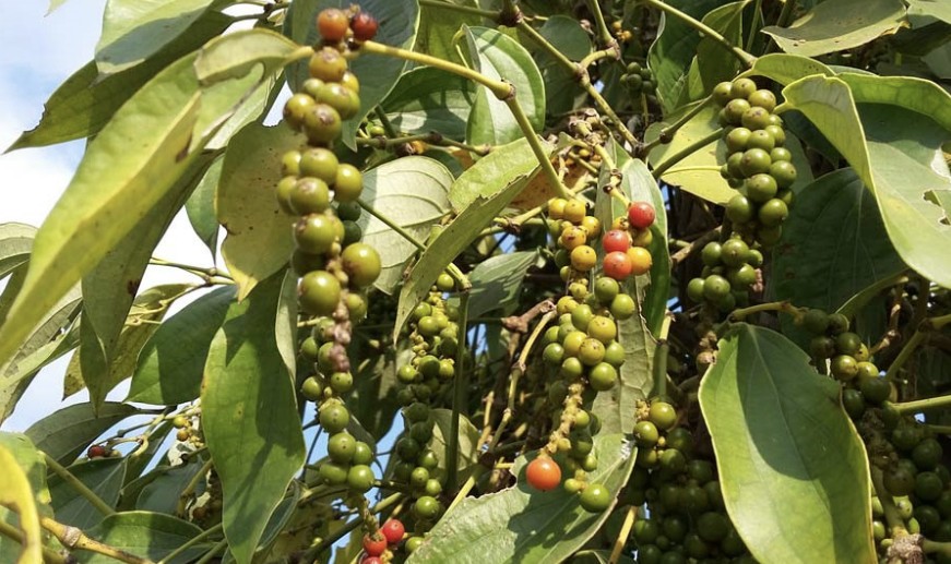 Giá tiêu hôm nay 16/5: Tiếp đà tăng mạnh Giá tiêu hôm nay 16/5: Tiếp đà tăng mạnh